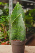 Zdjęcie rosliny doniczkowej Sansevieria Masoniana, ujęcie 2