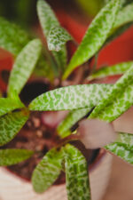 Zdjęcie rosliny doniczkowej Scilla Violacea (Cebulica fiołkowa), ujęcie 2