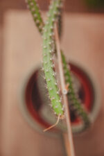 Zdjęcie rosliny doniczkowej Selenicereus, ujęcie 2