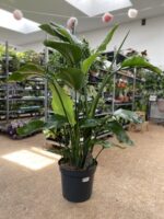 Zdjęcie rosliny doniczkowej Strelitzia Nicolai, ujęcie 1