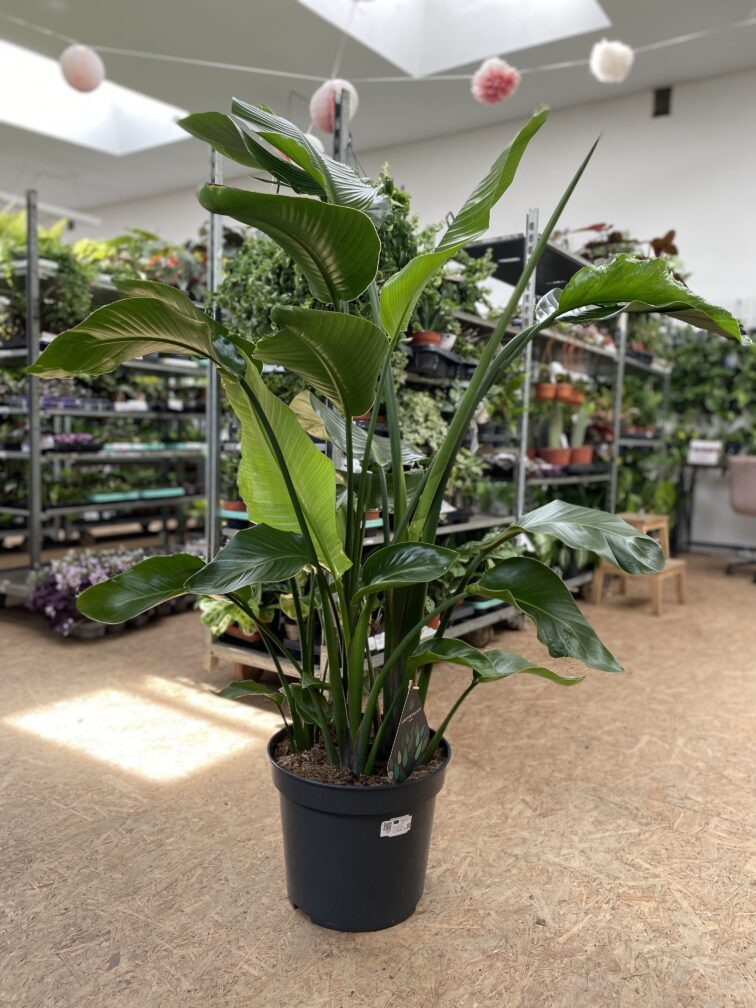 Zdjęcie rosliny doniczkowej Strelitzia Nicolai, ujęcie 1