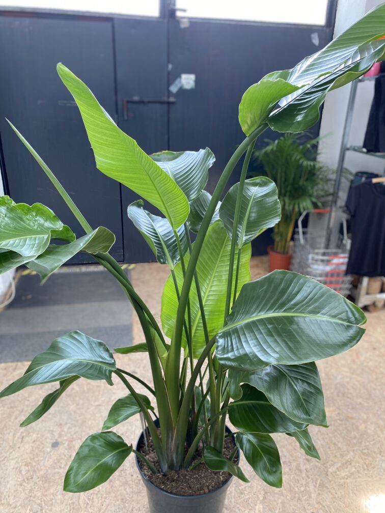 Zdjęcie rosliny doniczkowej Strelitzia Nicolai, ujęcie 2