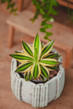 Zdjęcie rosliny doniczkowej Agave lophantha Quadricolor, ujęcie 2