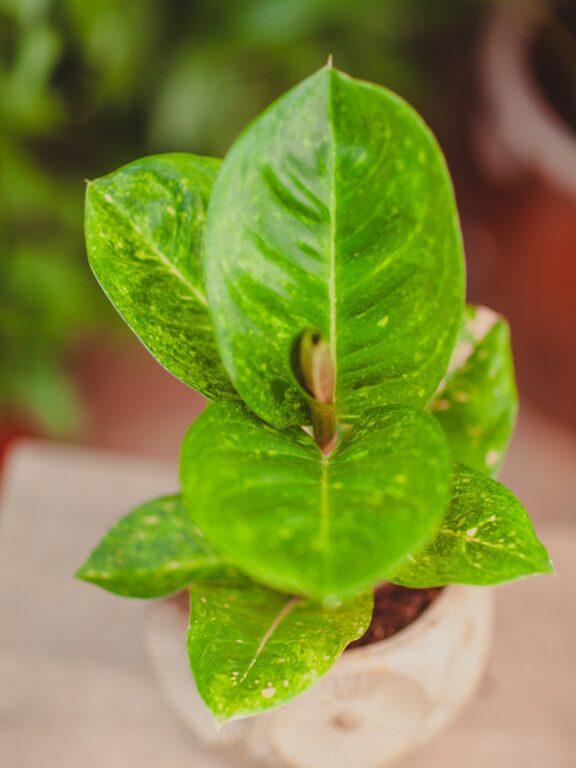Zdjęcie rosliny doniczkowej Aglaonema Apple Green, ujęcie 1