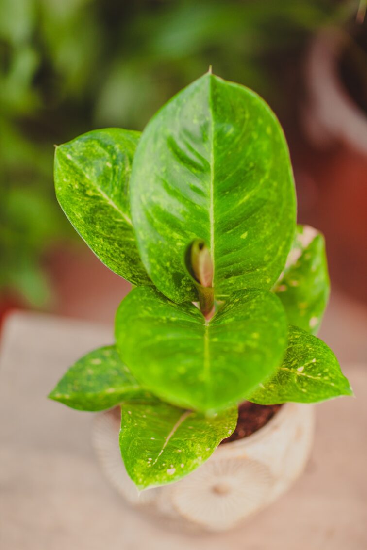 aglaonema-apple-green_12x35-1_1715366394.jpg Zdjęcie rosliny doniczkowej Aglaonema Apple Green, ujęcie 1