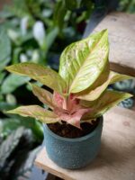 Zdjęcie rosliny doniczkowej Aglaonema 'Pastella', ujęcie 1