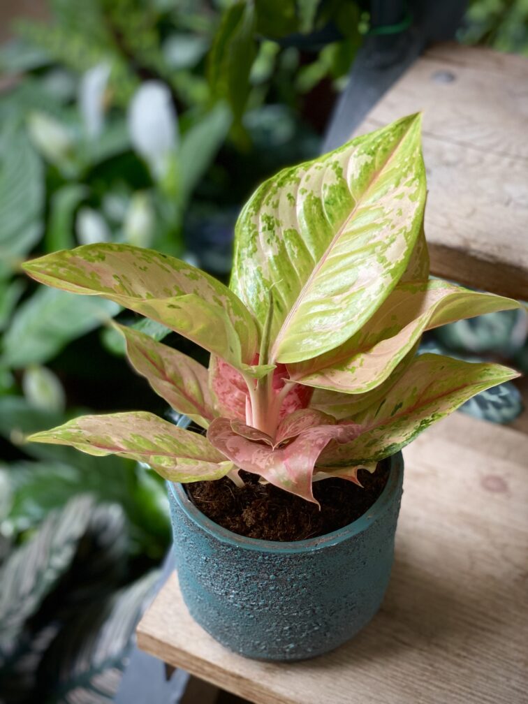 aglaonema-pastella_12x30-1_1715424241.jpg Zdjęcie rosliny doniczkowej Aglaonema 'Pastella', ujęcie 1