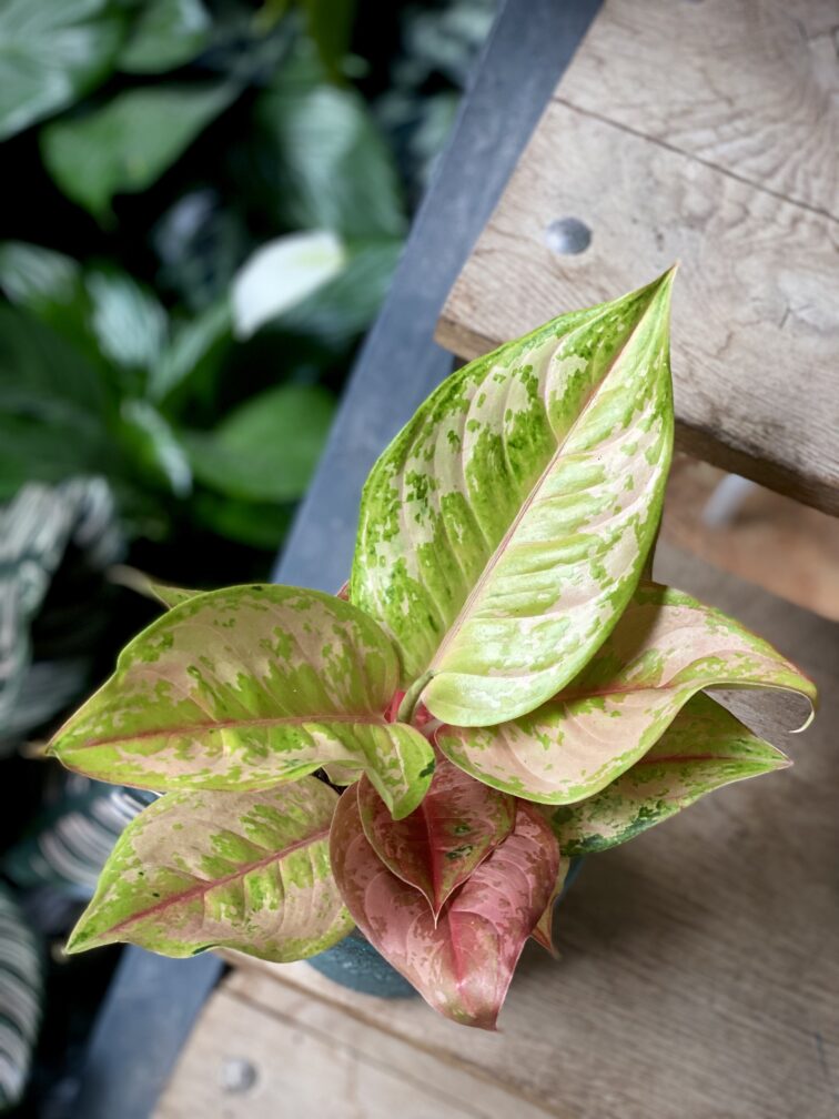 Zdjęcie rosliny doniczkowej Aglaonema 'Pastella', ujęcie 2