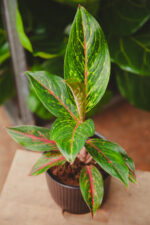 Zdjęcie rosliny doniczkowej Aglaonema Pepper Bells, ujęcie 1