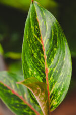 Zdjęcie rosliny doniczkowej Aglaonema Pepper Bells, ujęcie 2