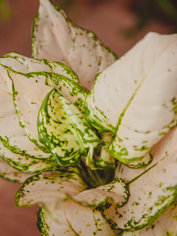 Zdjęcie rosliny doniczkowej Aglaonema White Kiwi, ujęcie 1