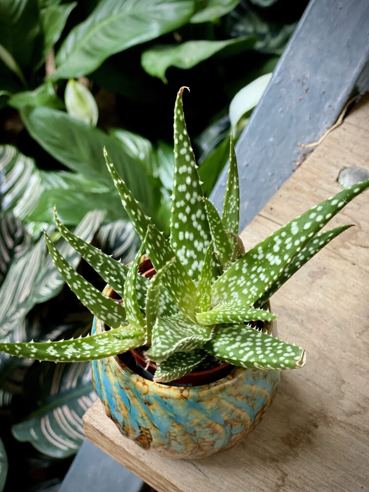 Zdjęcie rosliny doniczkowej Aloe Jaco, ujęcie 1