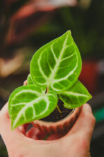 Zdjęcie rosliny doniczkowej Anthurium Dorayaki, ujęcie 1