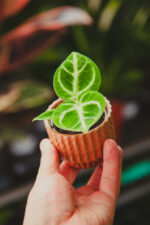 Zdjęcie rosliny doniczkowej Anthurium Dorayaki, ujęcie 2