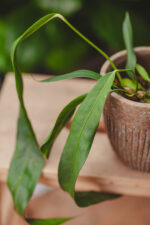 Zdjęcie rosliny doniczkowej Anthurium vittarifolium, ujęcie 1