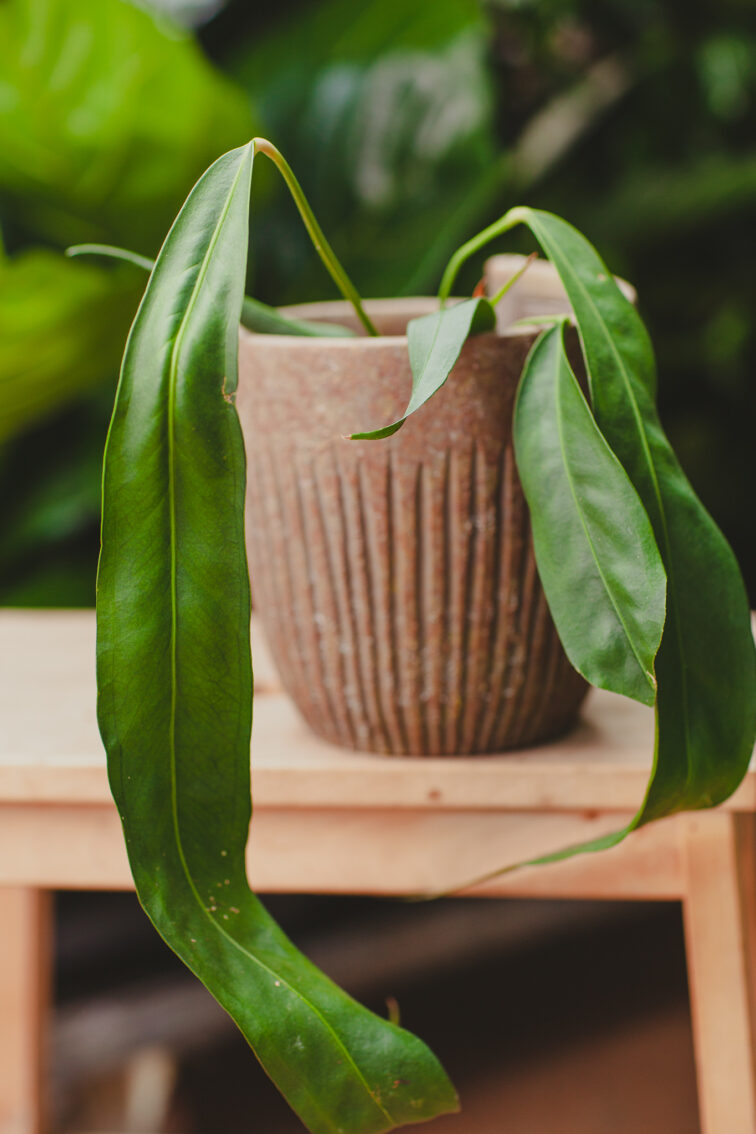 Zdjęcie rosliny doniczkowej Anthurium vittarifolium, ujęcie 2