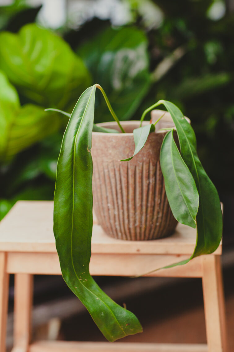 Zdjęcie rosliny doniczkowej Anthurium vittarifolium, ujęcie 3