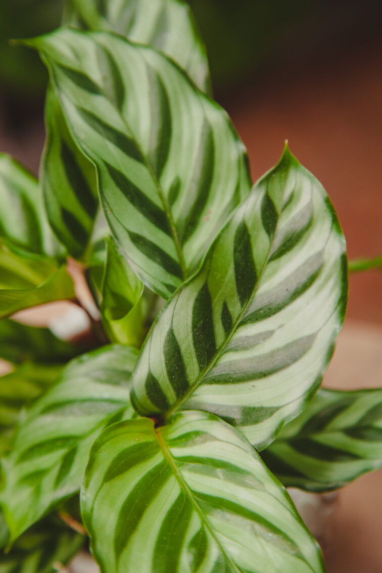 Zdjęcie rosliny doniczkowej Calathea Freddie (Kalatea), ujęcie 1