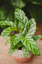 Zdjęcie rosliny doniczkowej Calathea Freddie (Kalatea), ujęcie 2