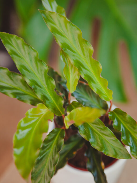 Zdjęcie rosliny doniczkowej Calathea rufibarba (Kalatea falistolistna), ujęcie 1