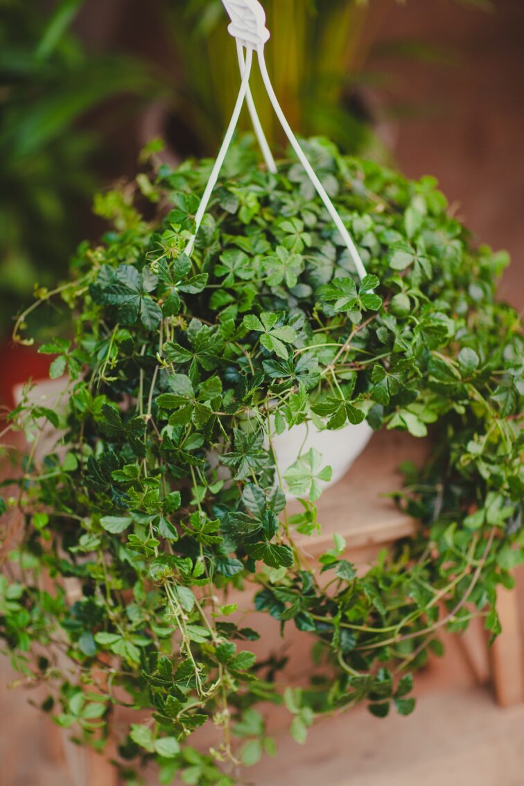 Zdjęcie rosliny doniczkowej Cissus striata, ujęcie 1