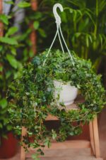 Zdjęcie rosliny doniczkowej Cissus striata, ujęcie 2