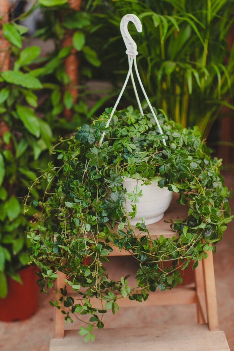 Zdjęcie rosliny doniczkowej Cissus striata, ujęcie 3