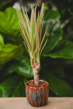 Zdjęcie rosliny doniczkowej Dracaena marginata bicolor (Dracena), ujęcie 1