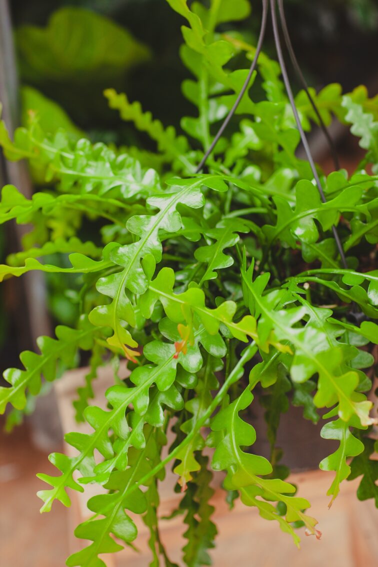 Zdjęcie rosliny doniczkowej Epiphyllum anguliger, ujęcie 1