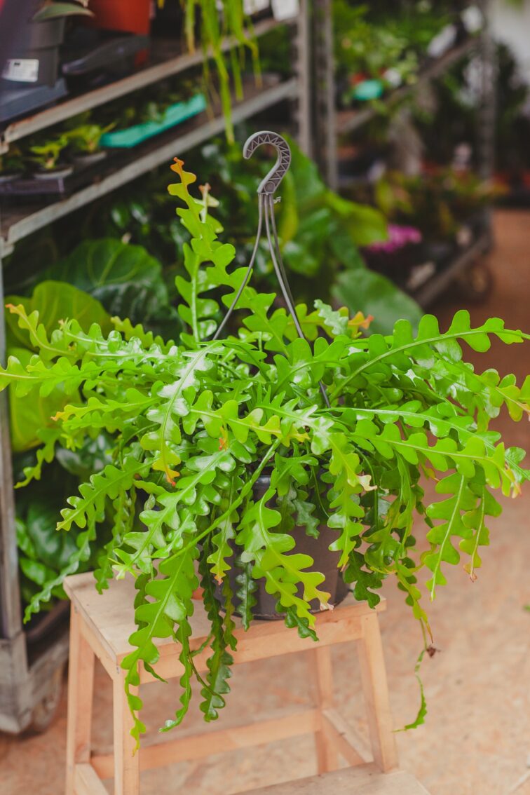 Zdjęcie rosliny doniczkowej Epiphyllum anguliger, ujęcie 2