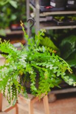 Zdjęcie rosliny doniczkowej Epiphyllum anguliger, ujęcie 3