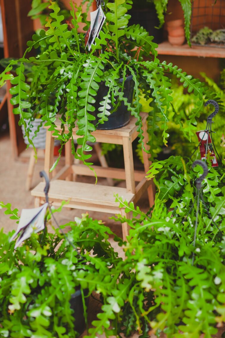 Zdjęcie rosliny doniczkowej Epiphyllum anguliger, ujęcie 4