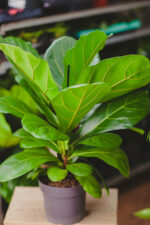 Zdjęcie rosliny doniczkowej Ficus Lyrata (Figowiec Lirolistny / Dębolistny), ujęcie 1