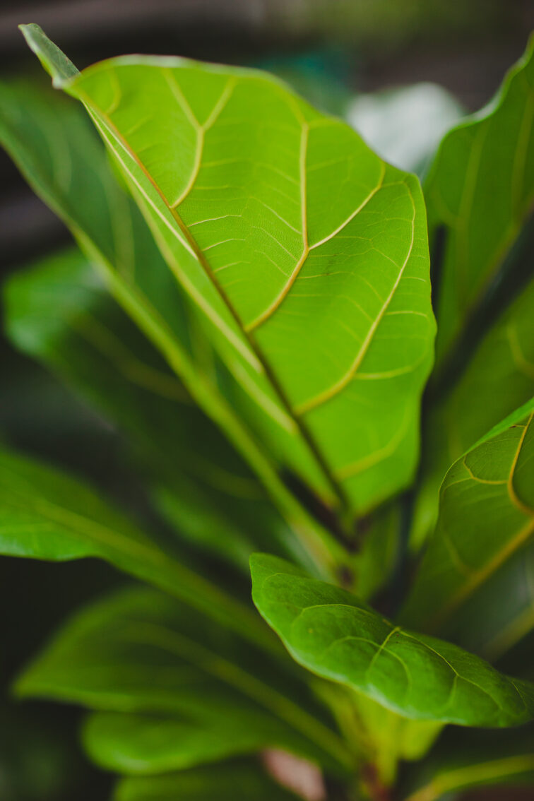 Zdjęcie rosliny doniczkowej Ficus Lyrata (Figowiec Lirolistny / Dębolistny), ujęcie 2