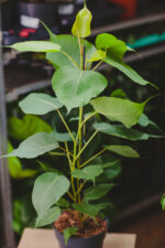 Zdjęcie rosliny doniczkowej Ficus religiosa Bodhi Tree, ujęcie 1