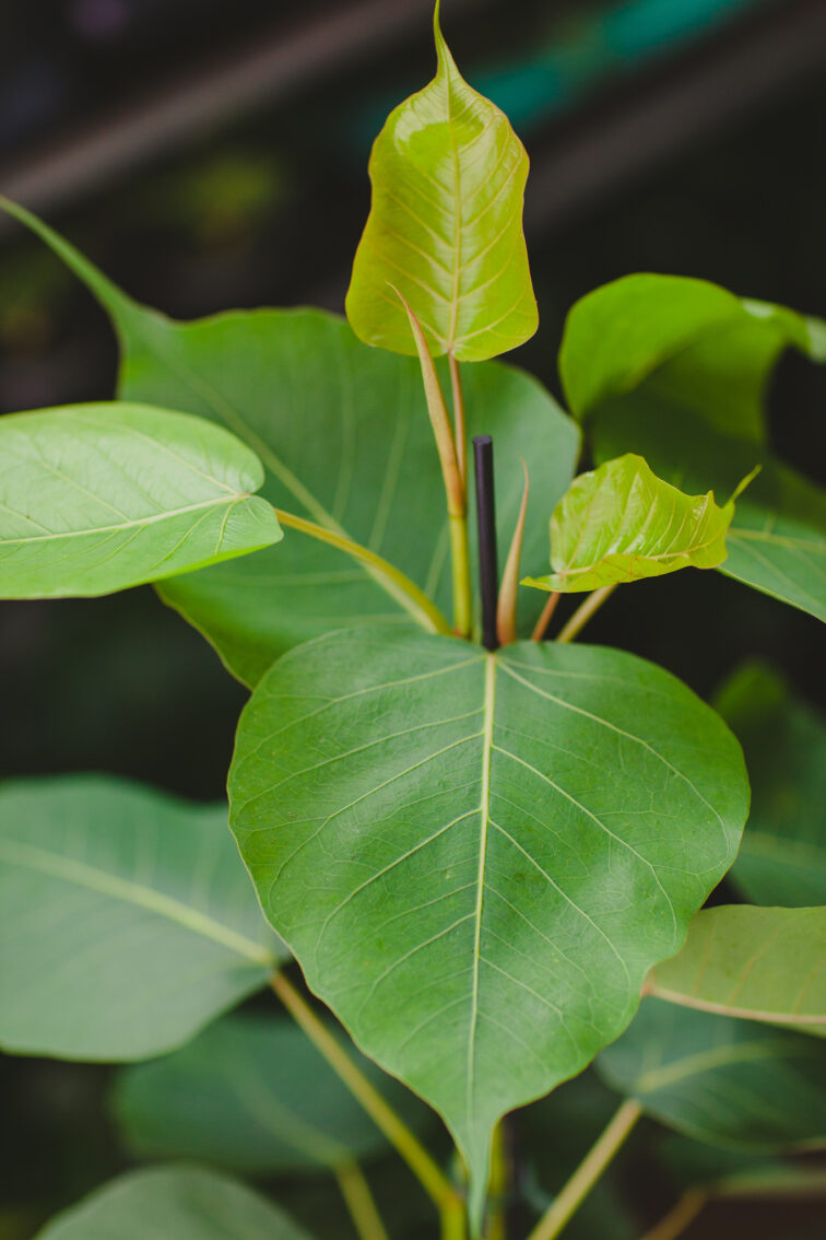 Zdjęcie rosliny doniczkowej Ficus religiosa Bodhi Tree, ujęcie 2