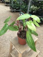 Zdjęcie rosliny doniczkowej Philodendron Painted Lady, ujęcie 1