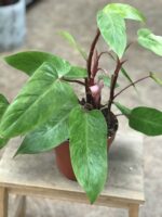 Zdjęcie rosliny doniczkowej Philodendron Painted Lady, ujęcie 2