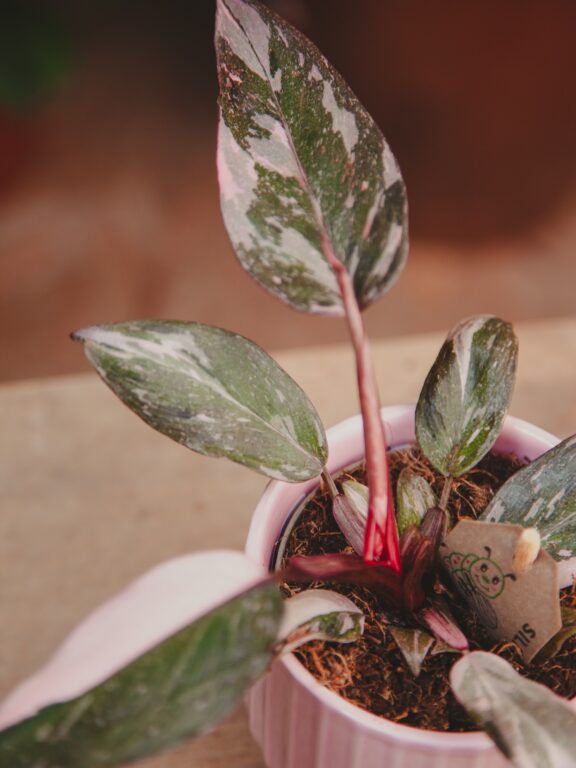 Zdjęcie rosliny doniczkowej Philodendron Pink marble, ujęcie 1