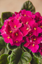 Zdjęcie rosliny doniczkowej Saintpaulia Red (Fiołek afrykański), ujęcie 1