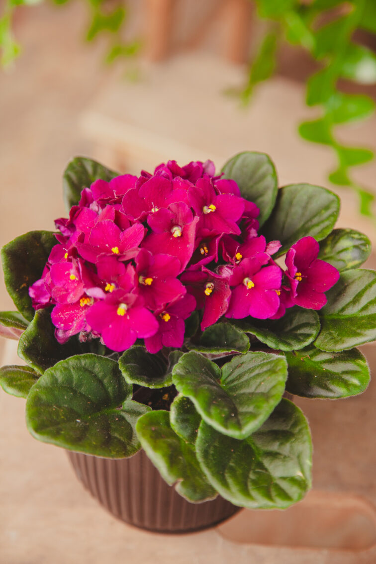 Zdjęcie rosliny doniczkowej Saintpaulia Red (Fiołek afrykański), ujęcie 2