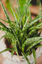 Zdjęcie rosliny doniczkowej Sansevieria Fernwood Punk, ujęcie 1