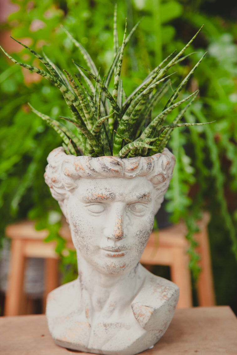 Zdjęcie rosliny doniczkowej Sansevieria Fernwood Punk, ujęcie 2