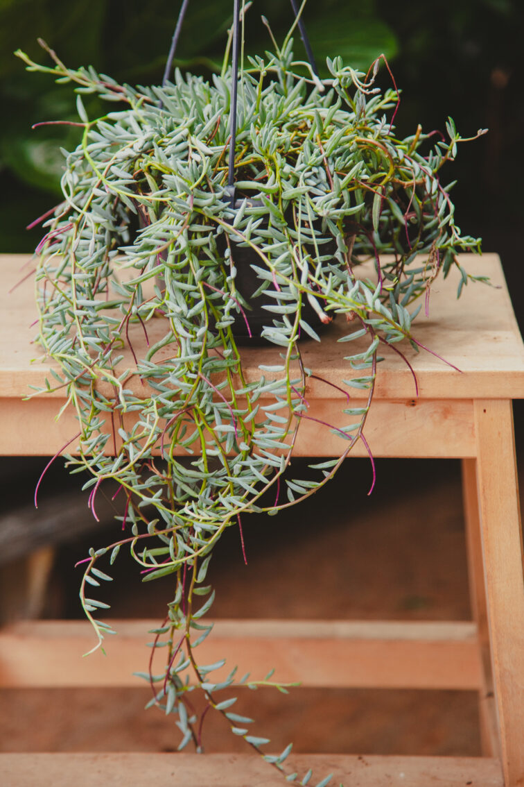 Zdjęcie rosliny doniczkowej Senecio halianus, ujęcie 1