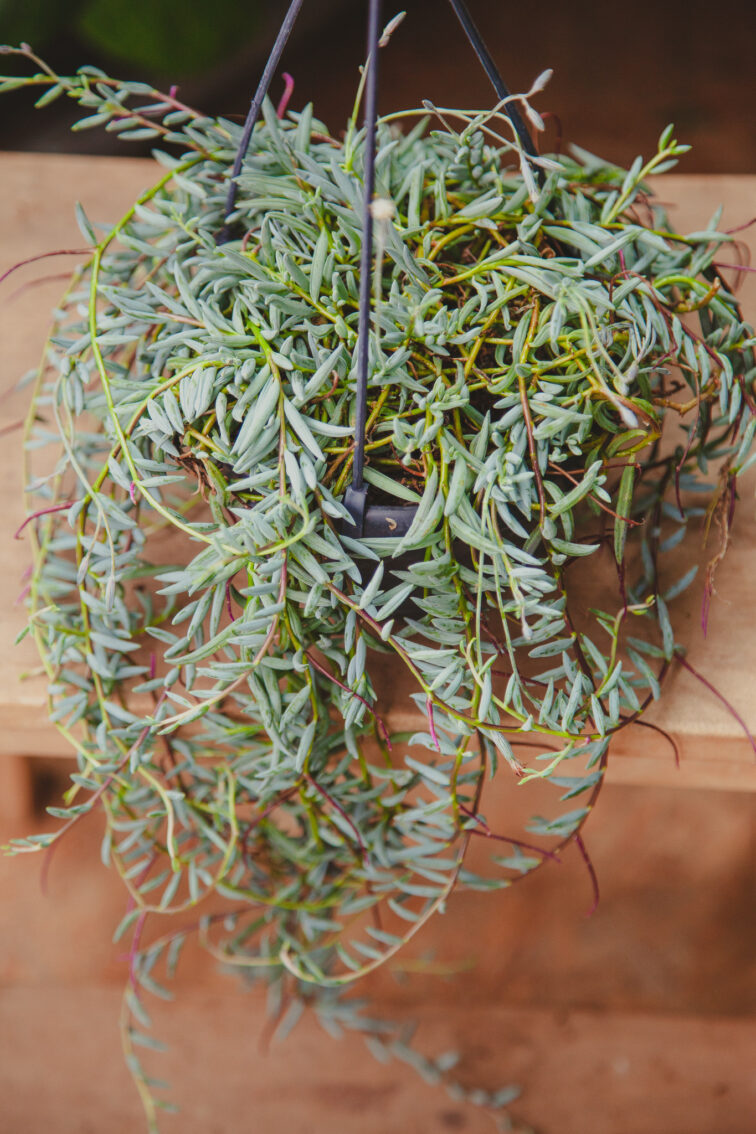 Zdjęcie rosliny doniczkowej Senecio halianus, ujęcie 2