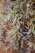 Zdjęcie rosliny doniczkowej Senecio halianus, ujęcie 3