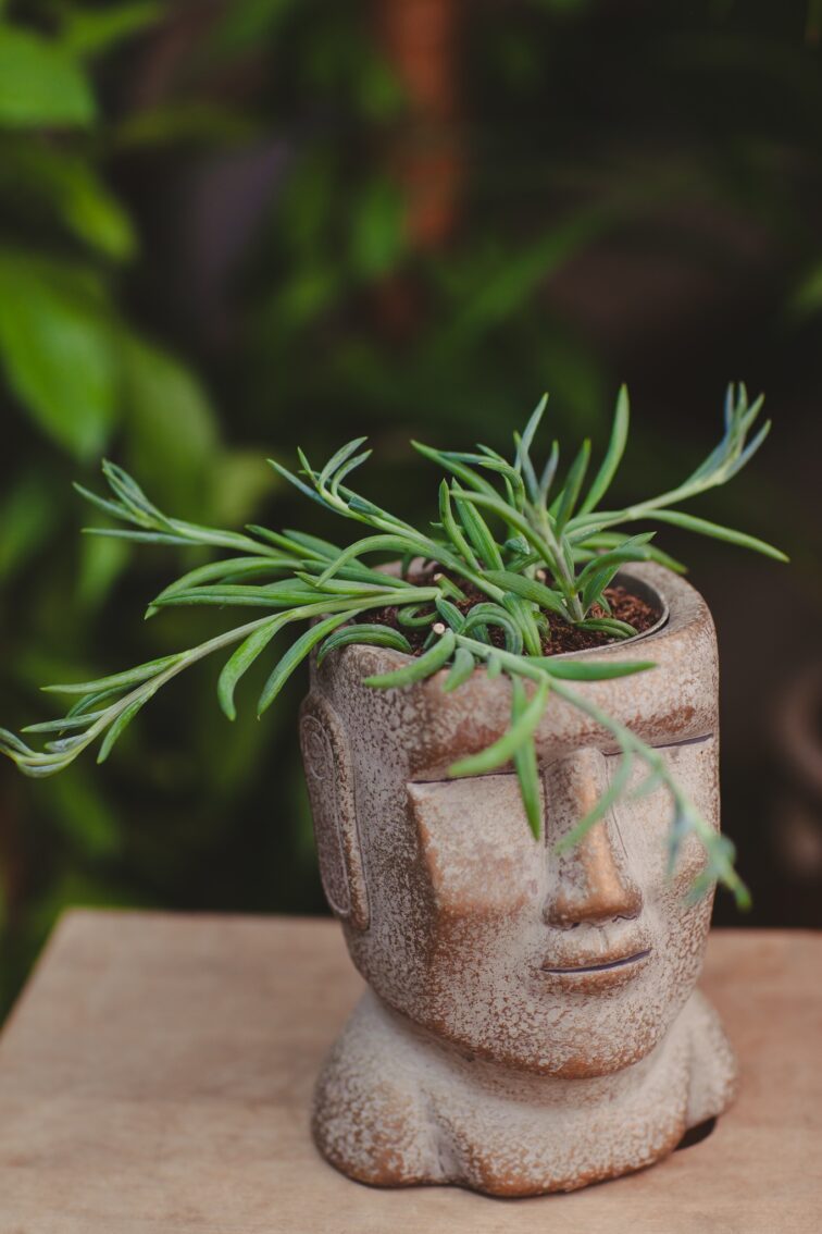 Zdjęcie rosliny doniczkowej Senecio radicans String of Bananas, ujęcie 1