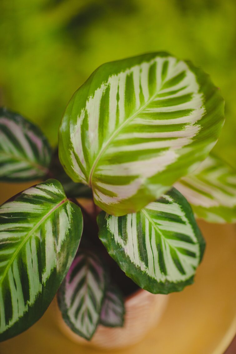 calathea-peacock_12x35-1_1718379827.jpg Zdjęcie rosliny doniczkowej Calathea Peacock, ujęcie 1