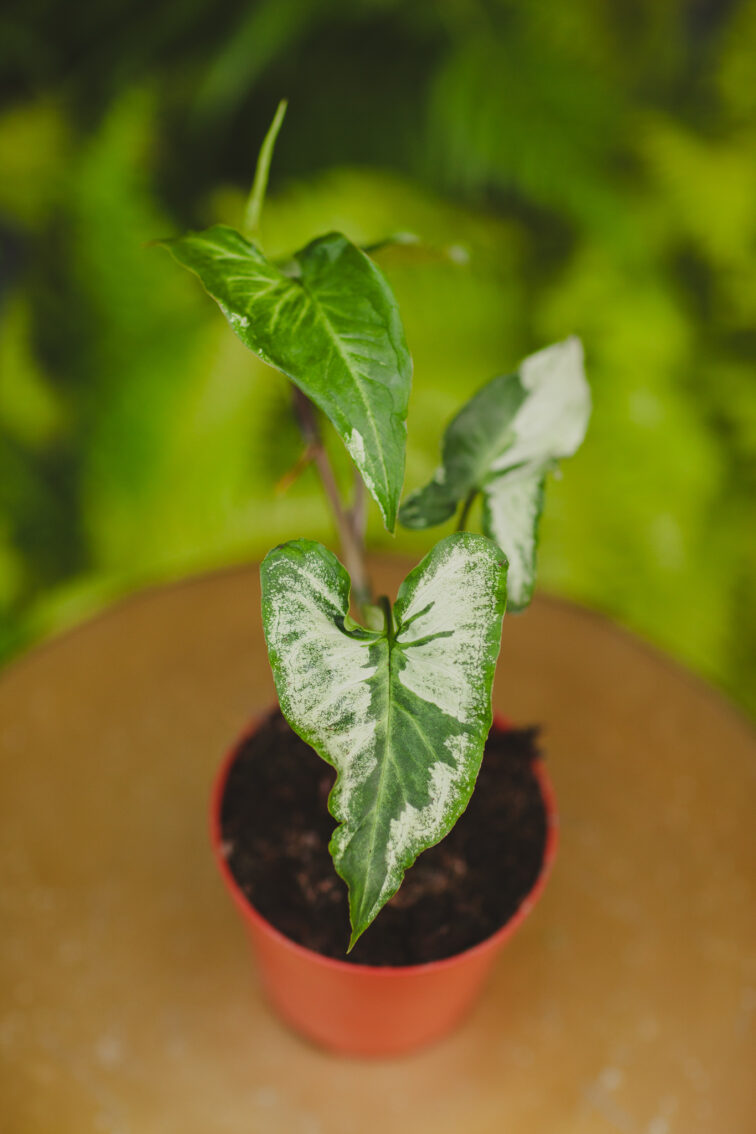 Zdjęcie rosliny doniczkowej Syngonium Three Kings, ujęcie 1