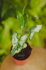 Zdjęcie rosliny doniczkowej Syngonium Three Kings, ujęcie 2